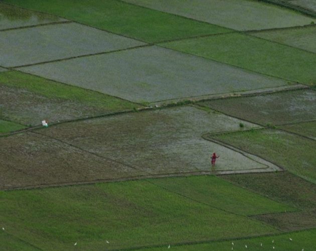 मलको अभावबीच देशभर ९५.५ प्रतिशत धान रोपाइँ सम्पन्न