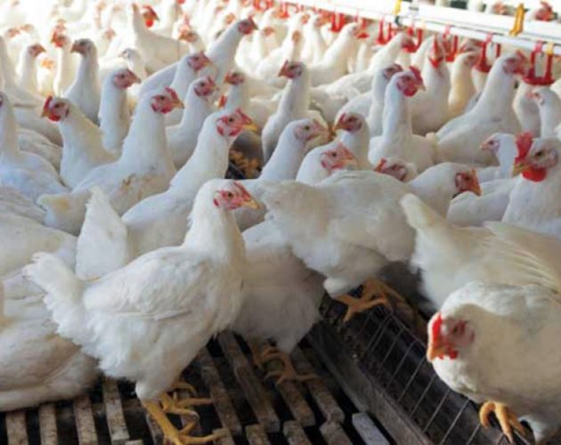 १६ जिल्लाका सात हजार कुखुराको पोष्टमार्टम, विभिन्न रोग पहिचान