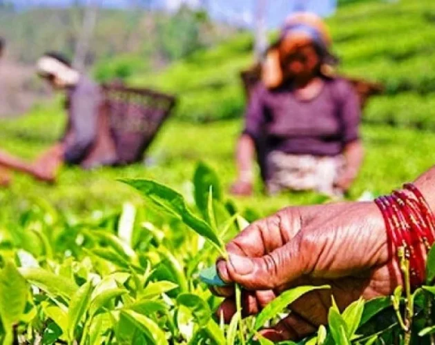 काँकडभिट्टा नाकाबाट नेपाली चिया निर्यात घट्यो