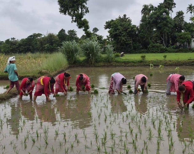 झापामा धान रोपाइँ अन्तिम चरणमा, ९४ प्रतिशत क्षेत्रफलमा खेती सम्पन्न