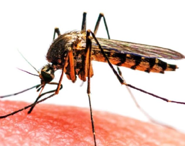 झापामा जापानिज इन्सेफ्लाइटिसको संक्रमण बढ्दै