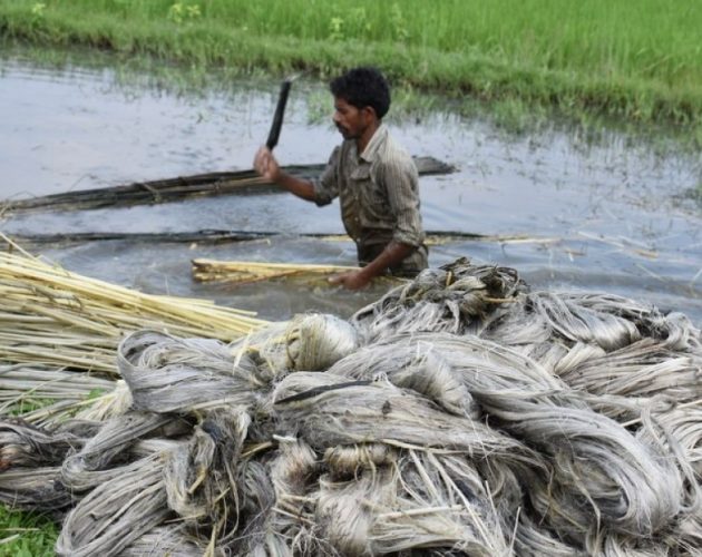 स्वदेशमा जुट उत्पादन घट्दा भारत–बङ्गलादेशबाट कच्चा जुट आयात बढ्दो