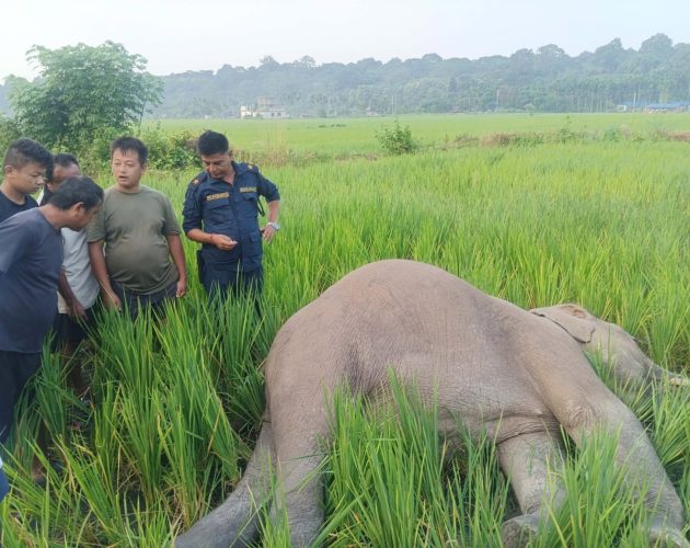झापाको मेचीनगरमा जंगली हात्ती मृत फेला
