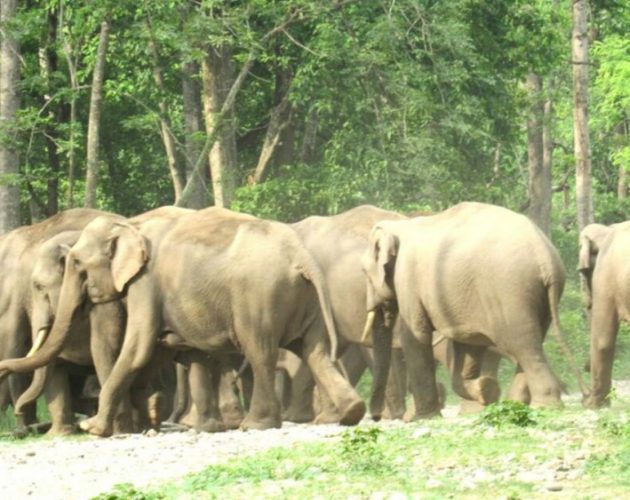 भारततर्फ फर्कियो एक महिनादेखि झापामा डेरा जमाएको २२ वटा हात्तीको हुल